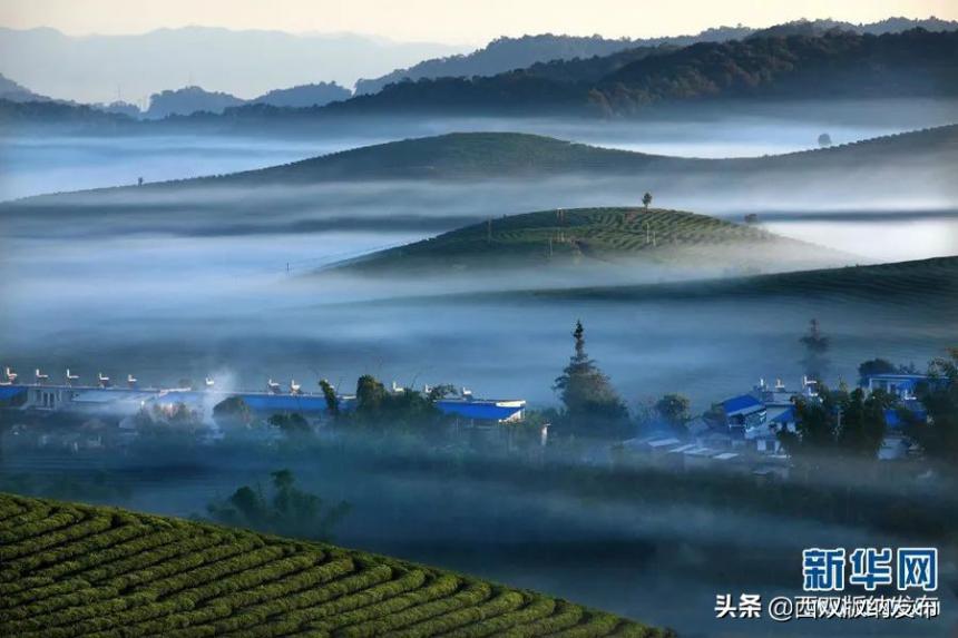 西双版纳：以茶为媒，让大渡岗乡走好生态有机之路